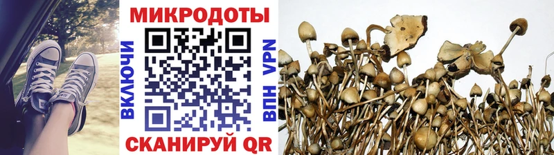 Галлюциногенные грибы Psilocybe  Лангепас 